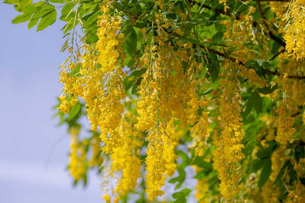 18 Spring Blooming Trees to Enhance Your Landscape - Plantglossary