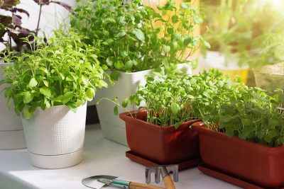 HERBS THAT GROW TOGETHER IN A POT