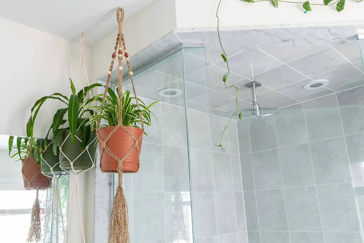 Hanging Plants That Thrive In a Bathroom