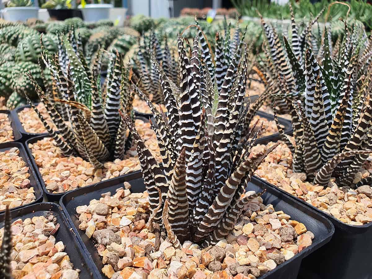 Haworthia Attenuata (Zebra Plant)