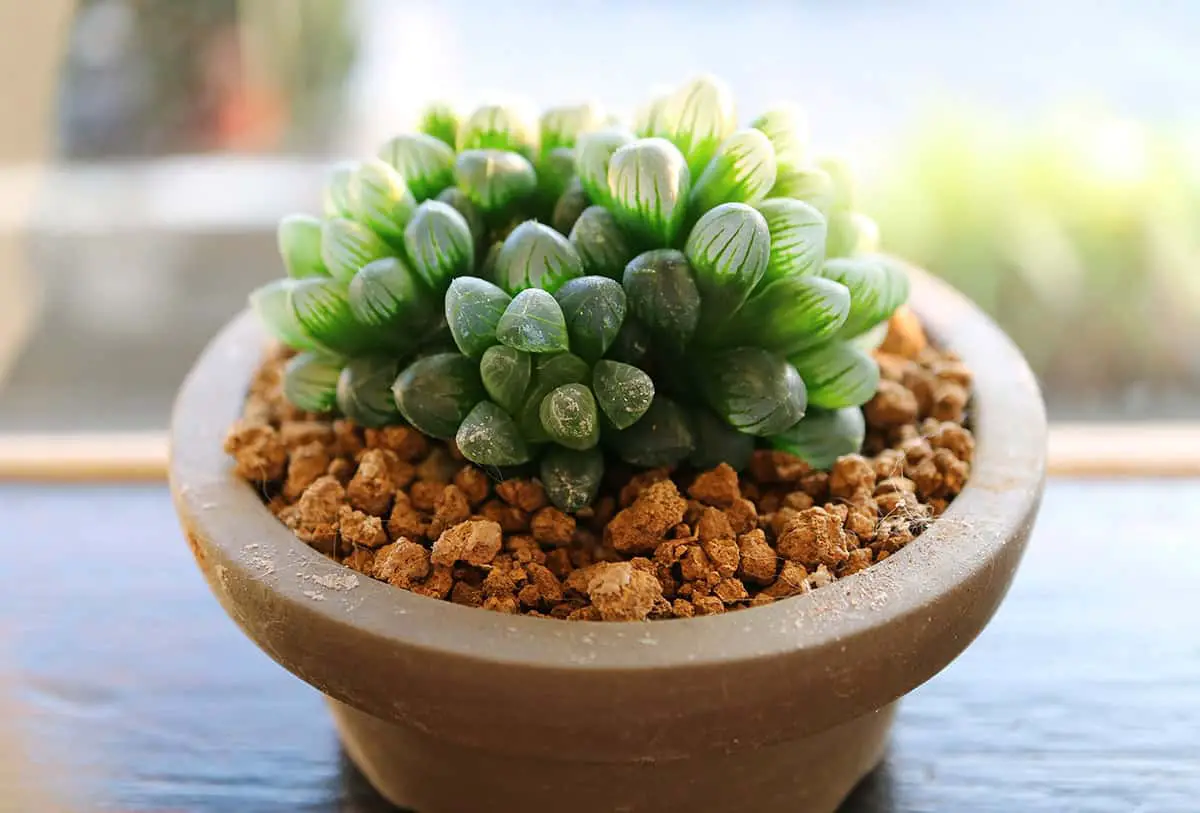 Haworthia Cooperi