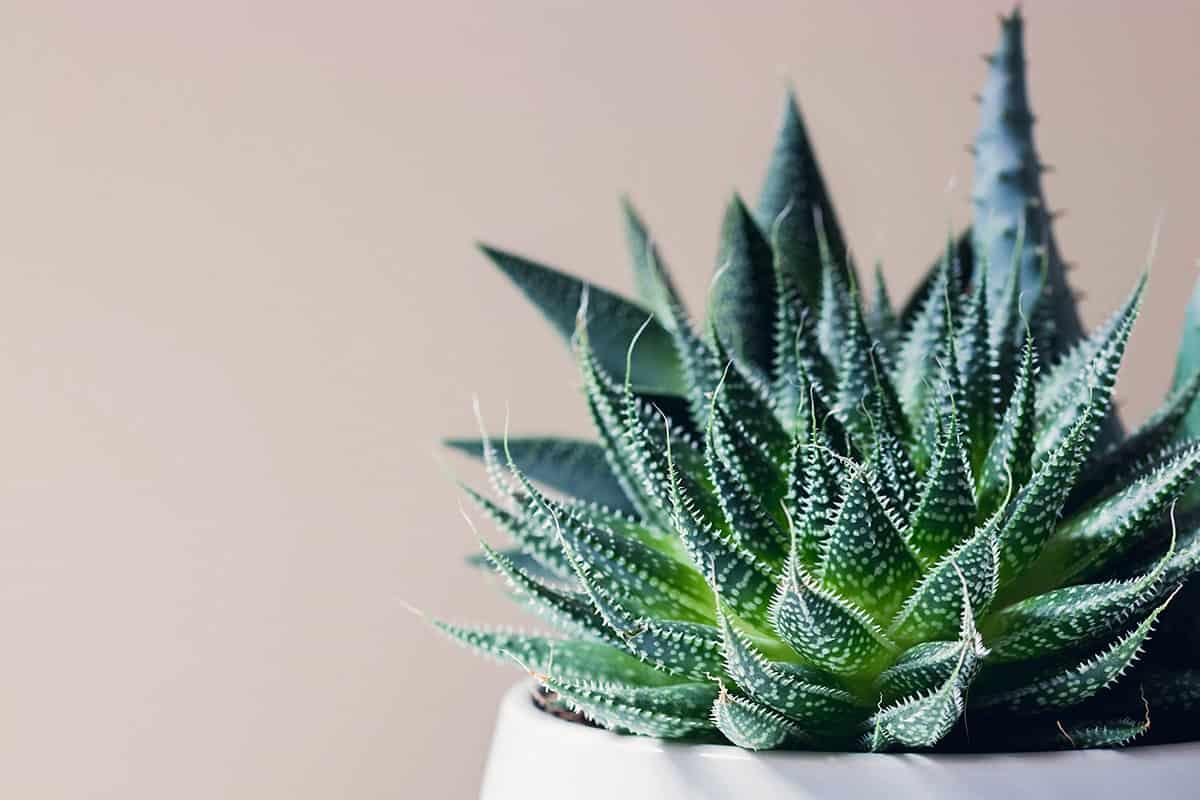 Haworthia Fasciata