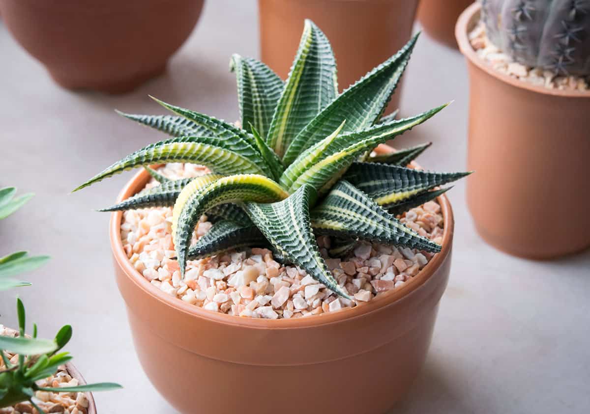 Haworthia Limifolia (Fairies Washboard)