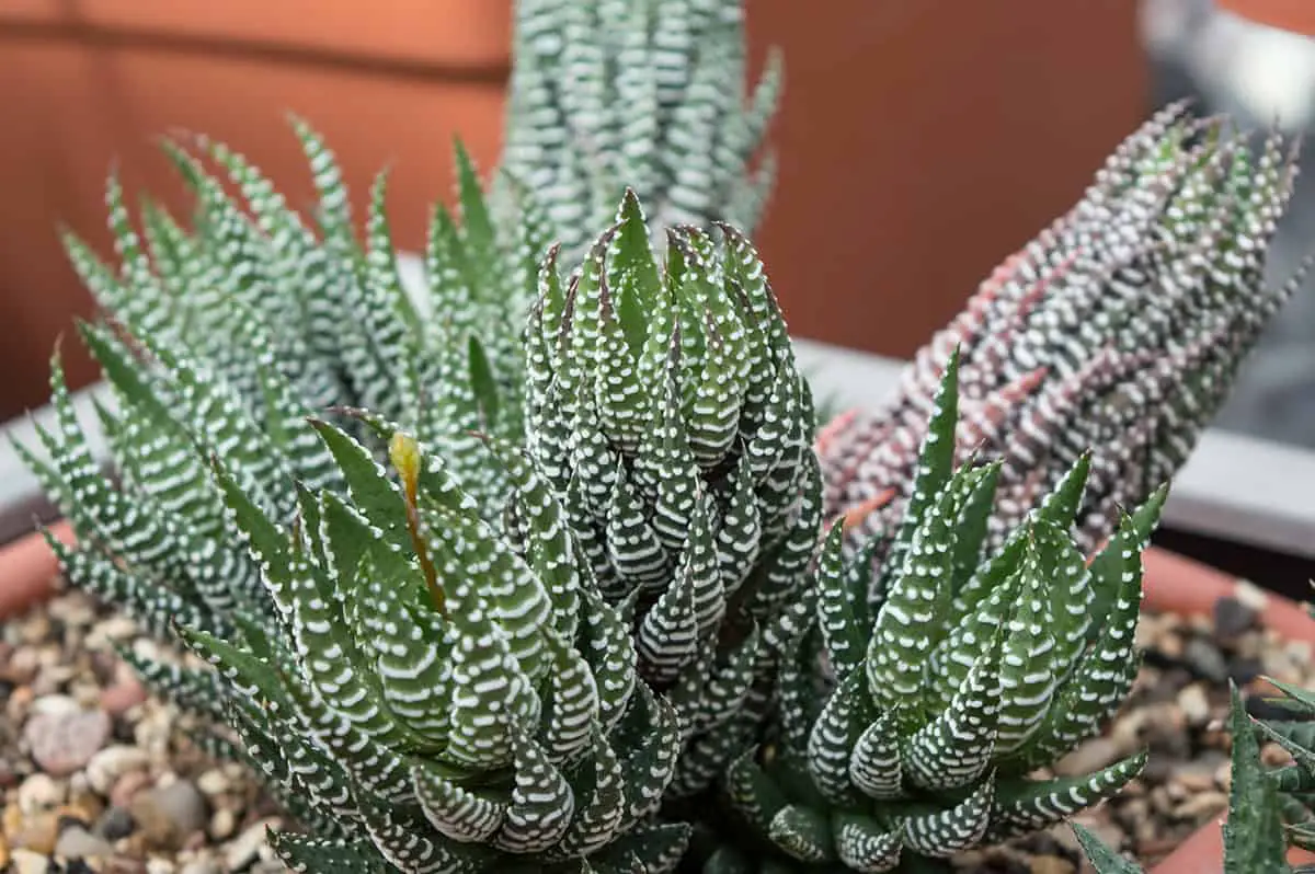 Haworthia Reinwardtii