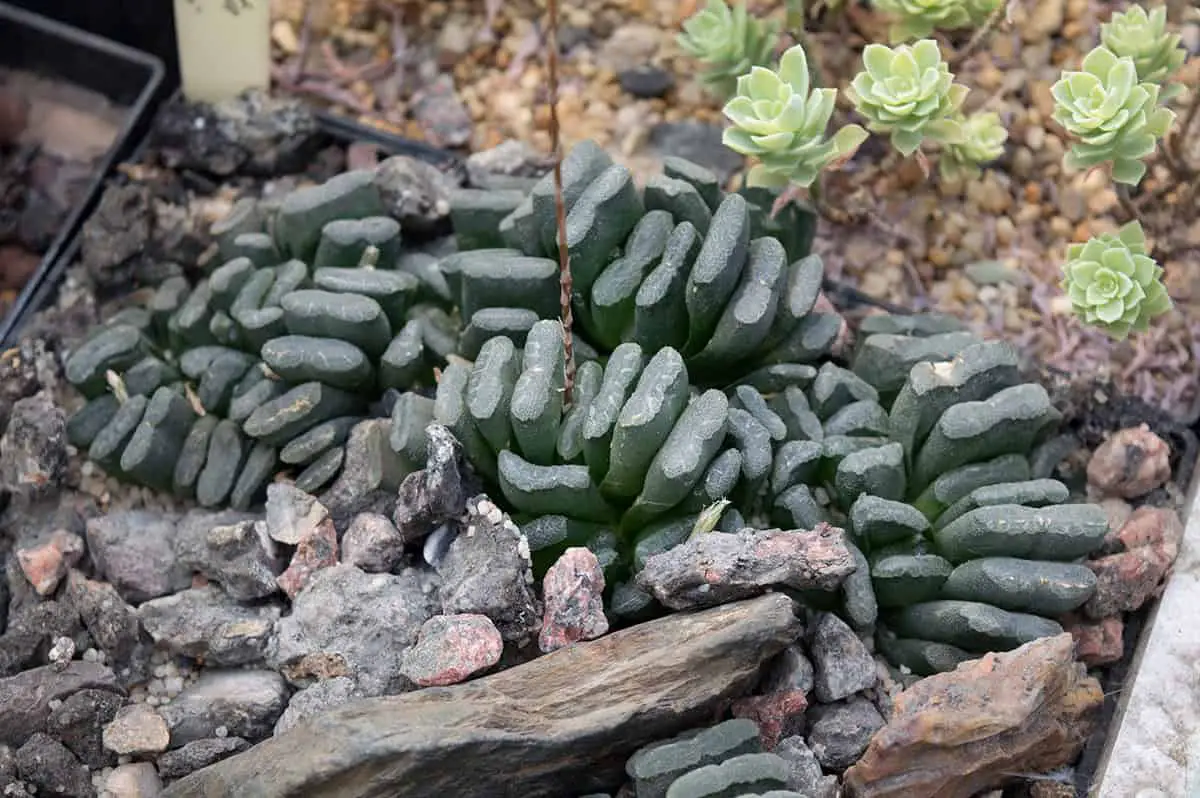 Haworthia Truncata (Horse’s Teeth)