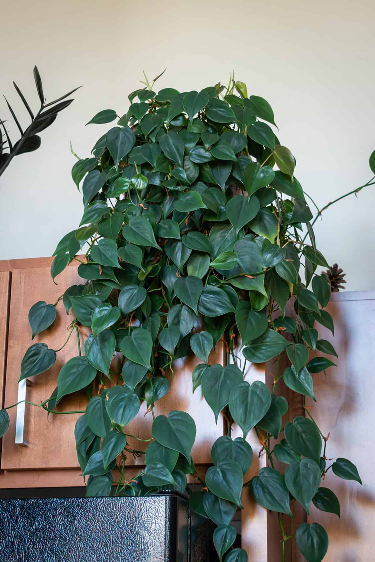 Heartleaf Philodendron (Philodendron Hederaceum)