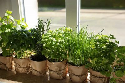 Herbs You Can Grow Year Round
