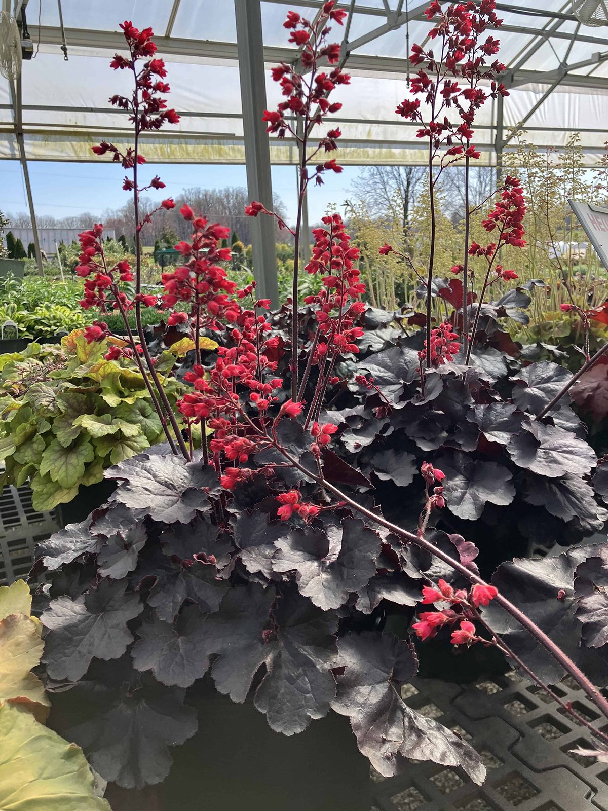 Heucheras (Coral Bells)