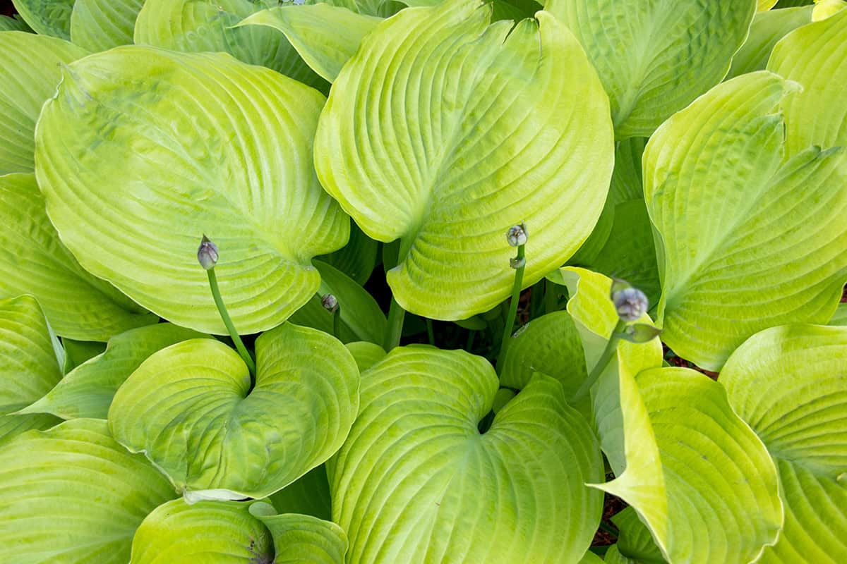 How to Grow and Care For Hosta - Plantglossary