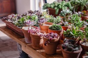 How To Care For Succulents