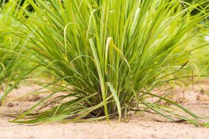 How To Grow And Care For A Citronella Plant