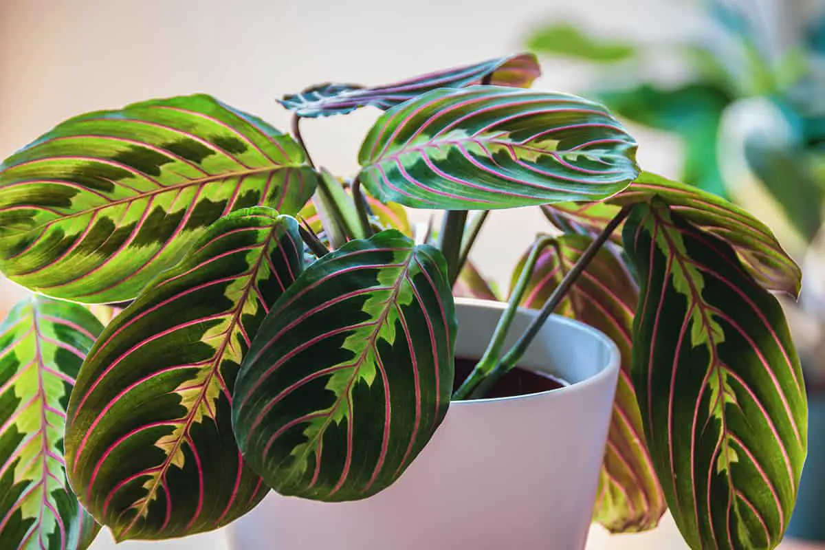 How to Care For and Maintain Prayer Plants