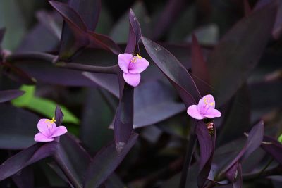 How to Care for A Purple Heart Plant