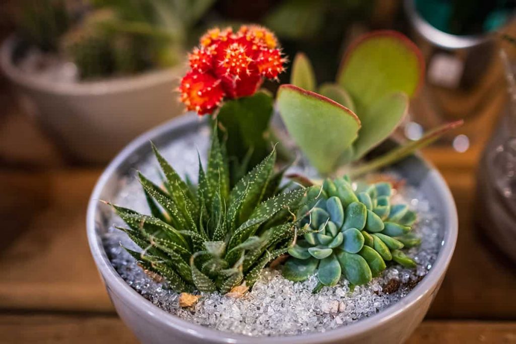How to Care for Indoor Cacti - Plantglossary