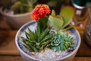 How to Care for Indoor Cacti