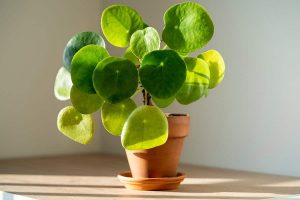 How to Care for Pilea Plant