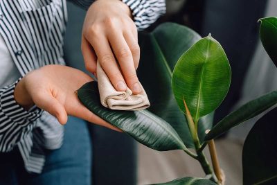 How to Clean Houseplant Leaves