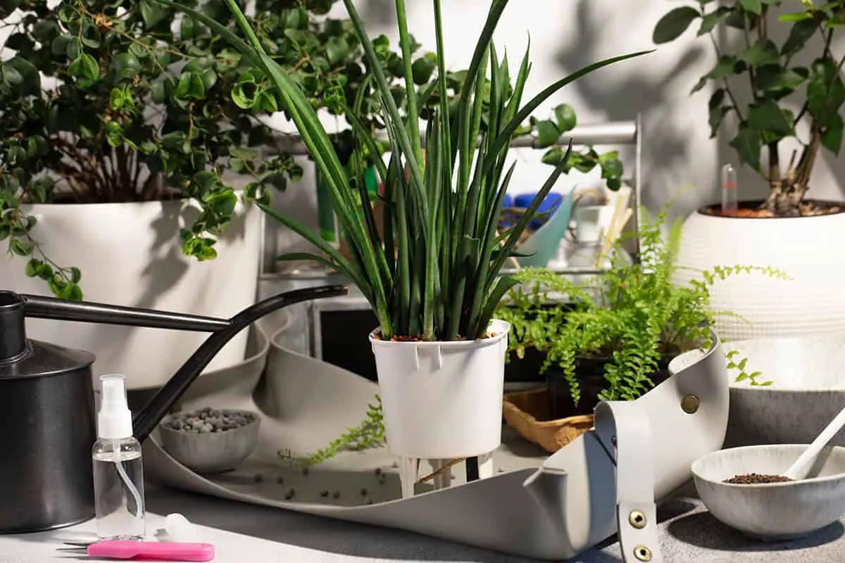 How to Create a Houseplant Care Routine