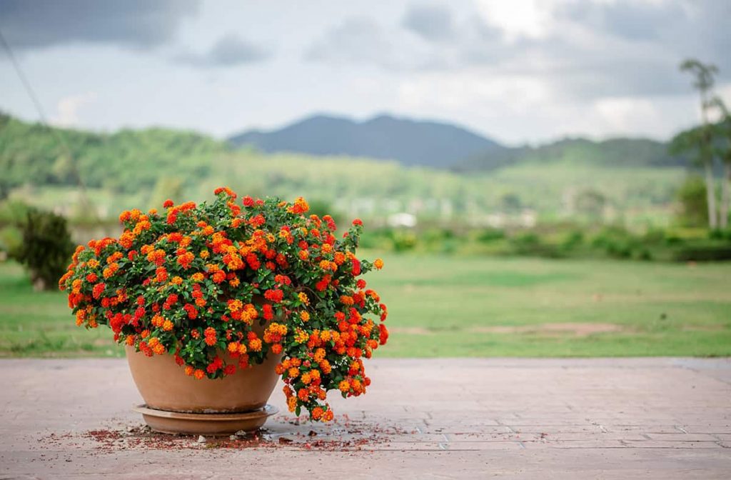 How to Grow Lantana in Pots Plantglossary