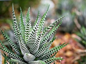 How to Grow and Care For Haworthia Plants