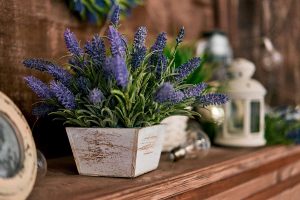How to Grow and Care for Lavender Plants