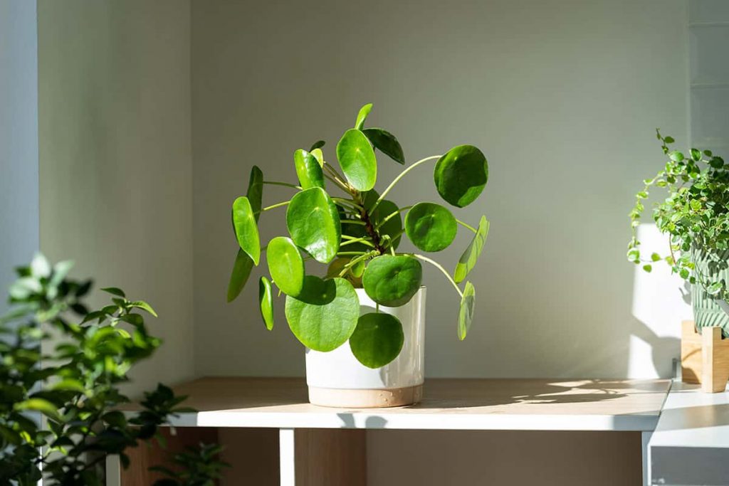How to Grow and Care for Pilea Peperomioides - Plantglossary