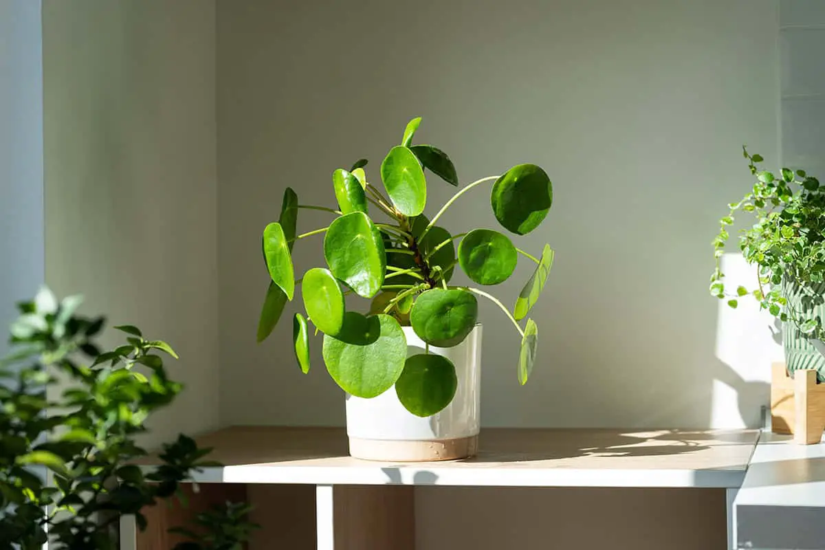 How to Grow and Care for Pilea Peperomioides