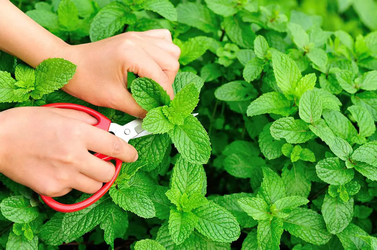 How to Harvest Mint