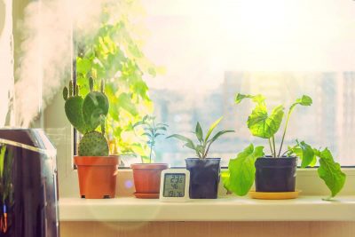 How to Increase Humidity for Indoor Plants