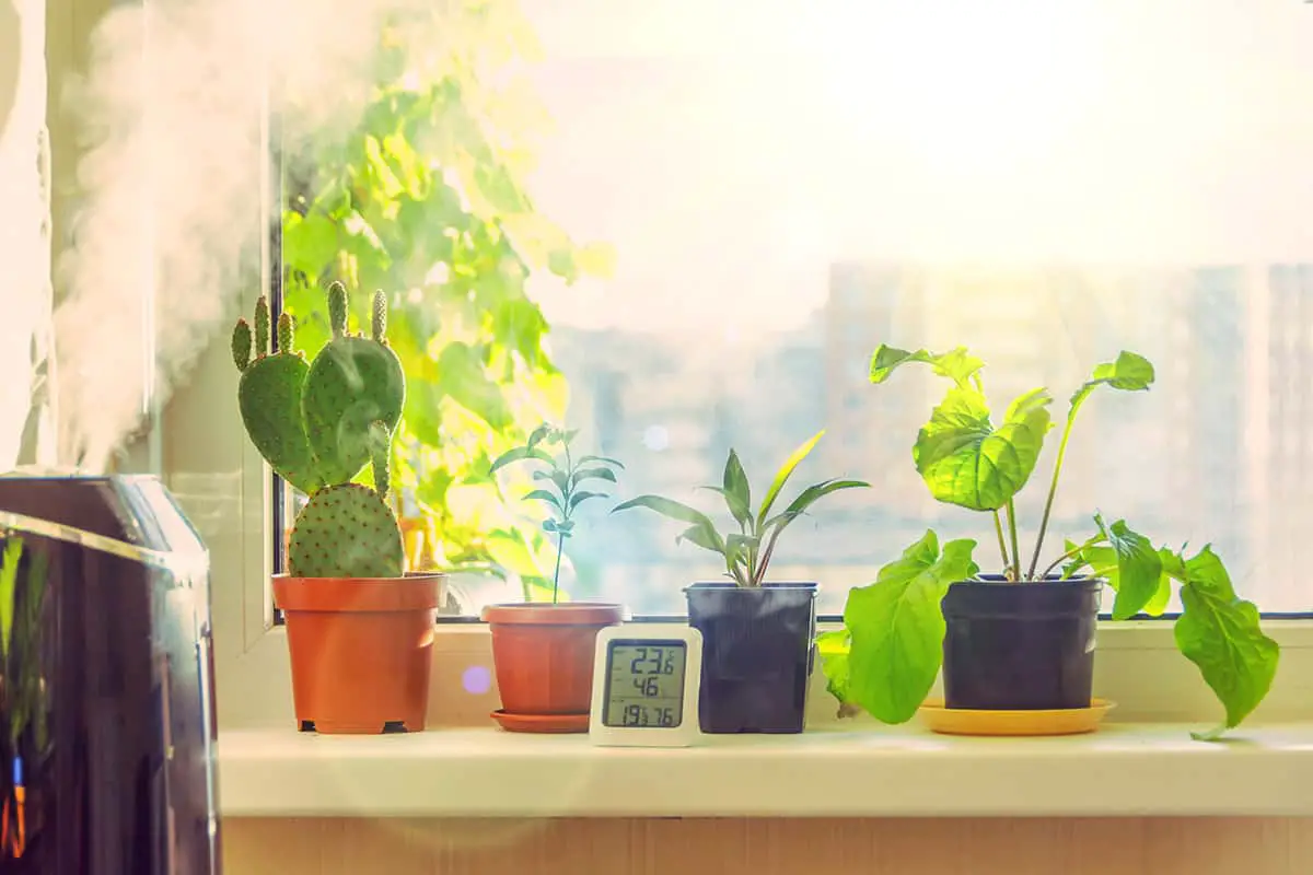 How to Increase Humidity for Indoor Plants