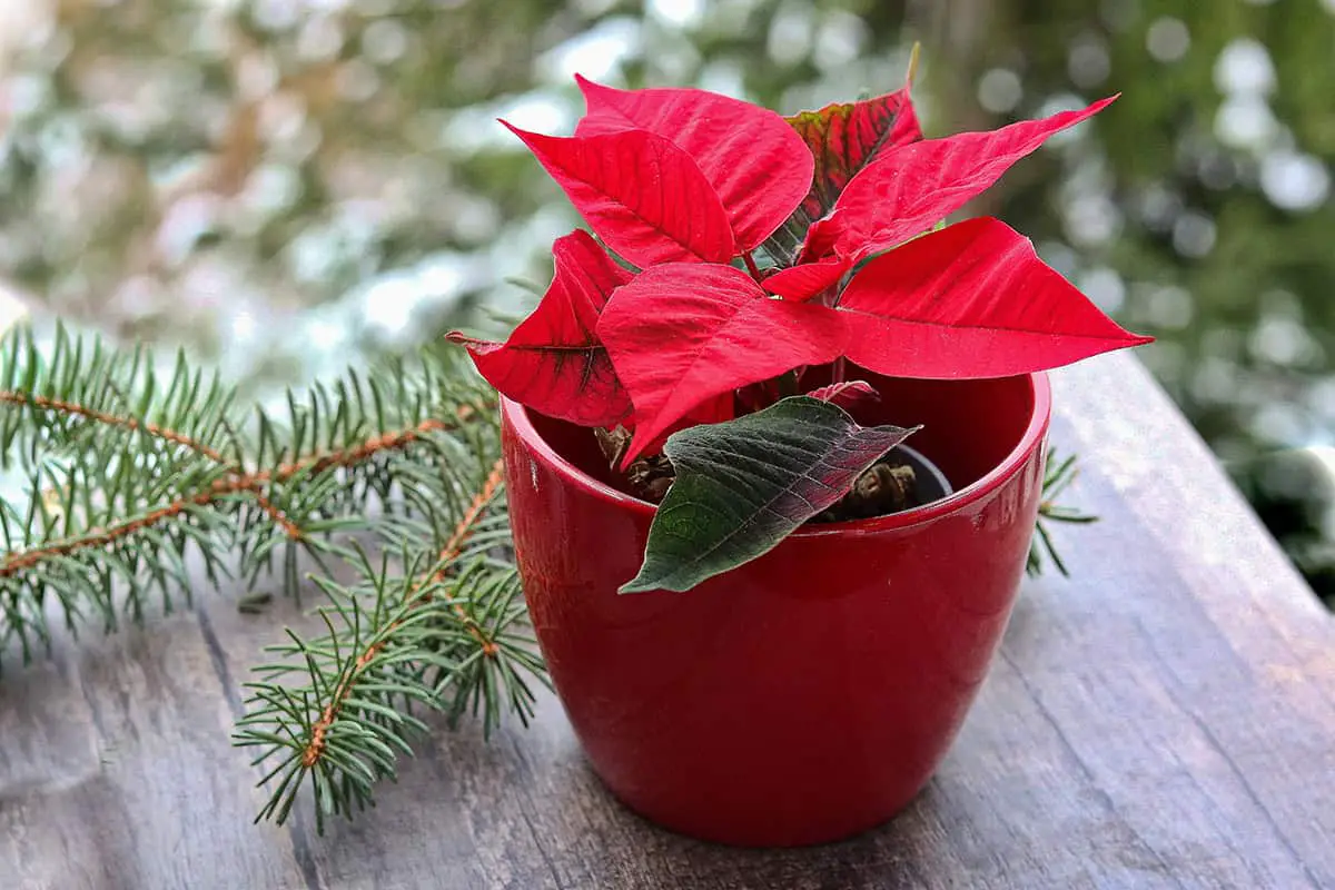 How to Overwinter Poinsettia