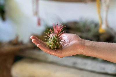 How to Revive a Sick Air Plant