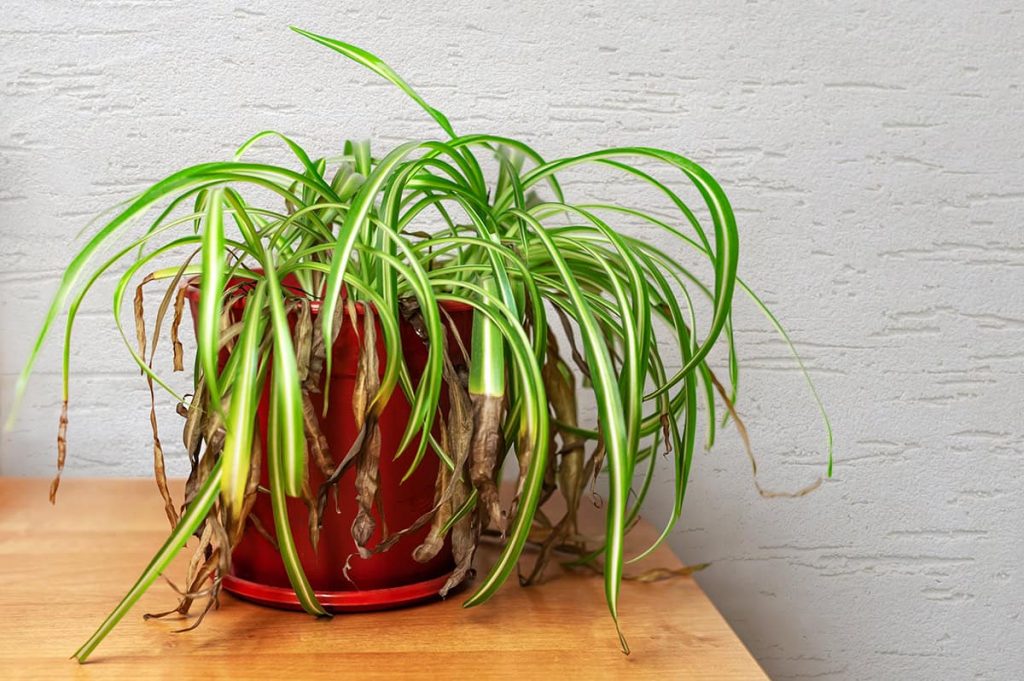 How to Revive a Wilting Spider Plant - Plantglossary