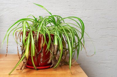 How to Revive a Wilting Spider Plant