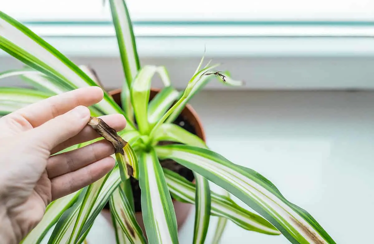 Immediate Care for Wilting Spider Plants