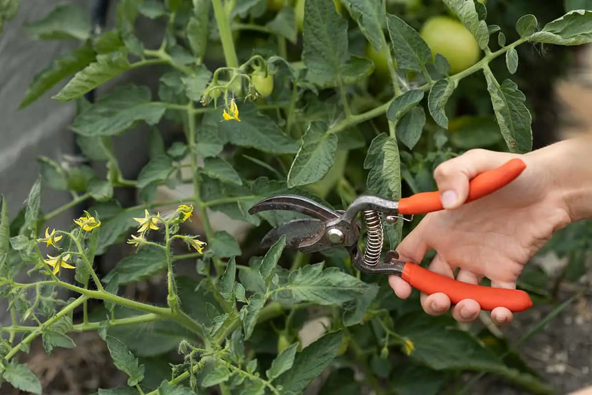 Improper Pruning Techniques