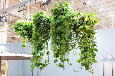 Indoor Hanging Plants