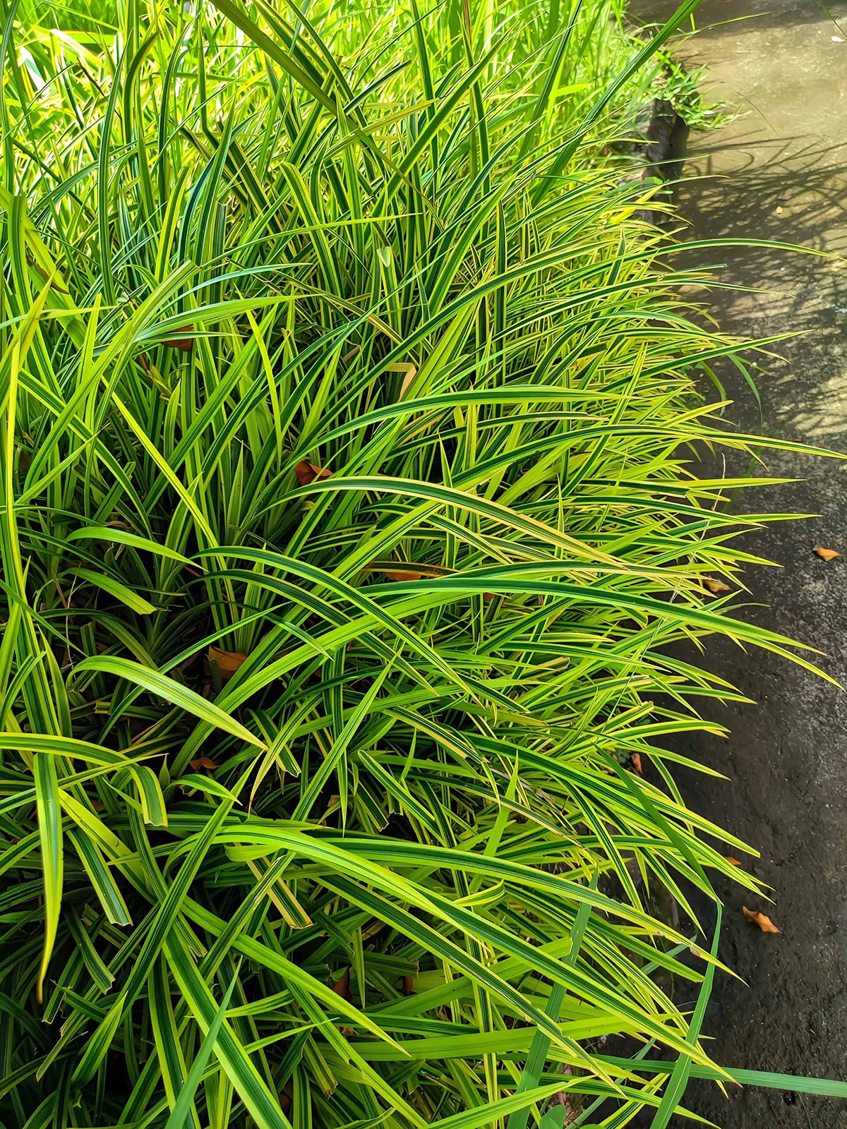 Japanese Forest Grass (Hakonechloa)