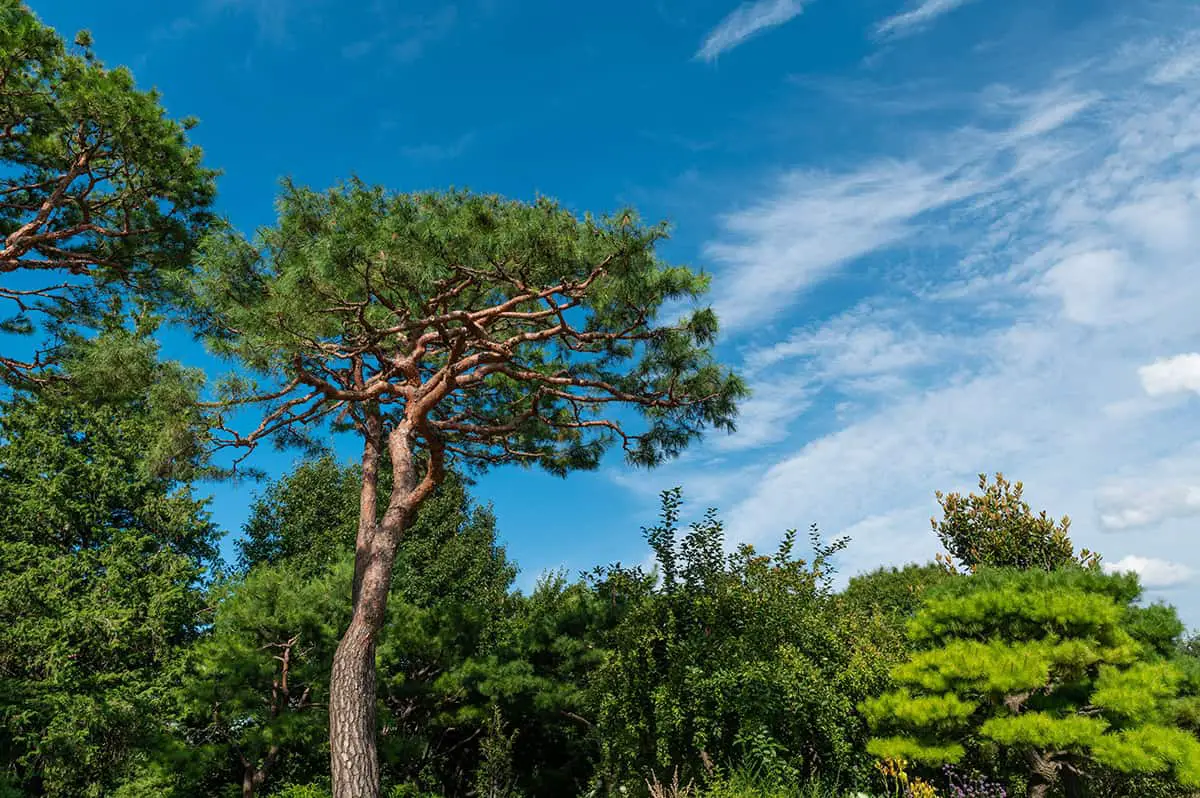 Korean Pine