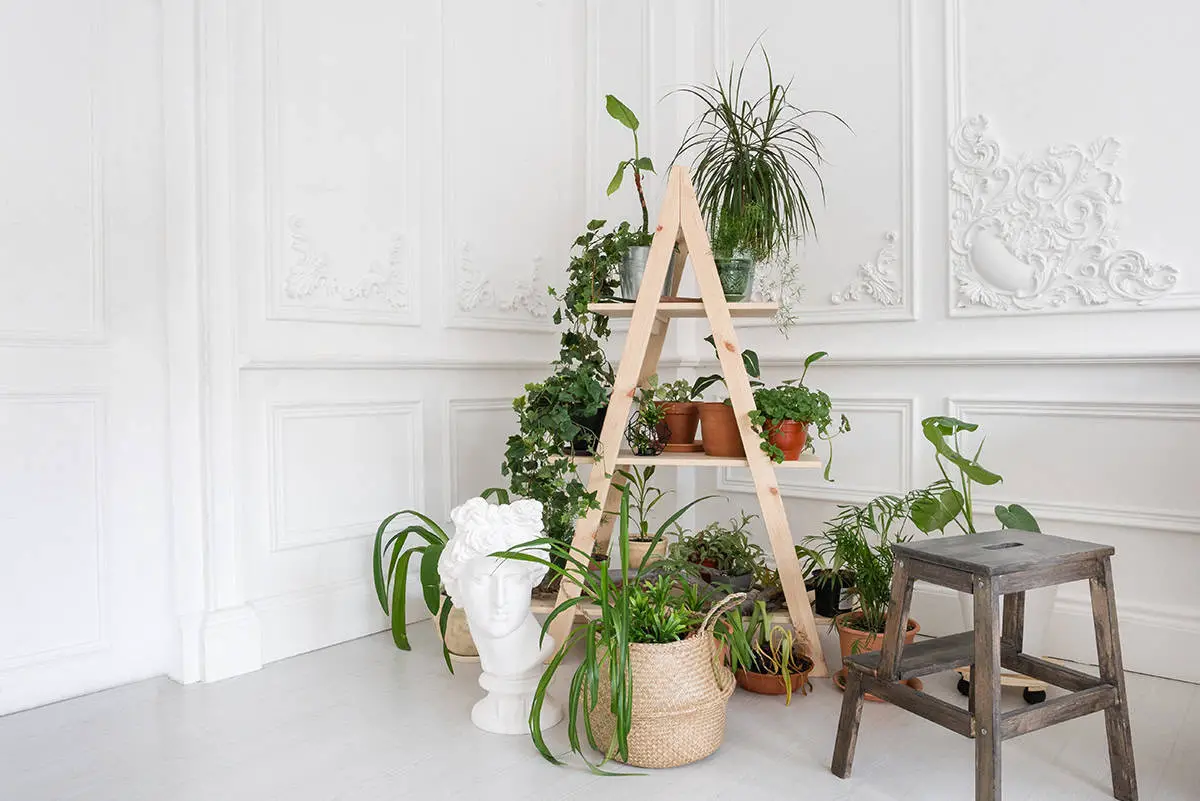 Ladder Plant Stand