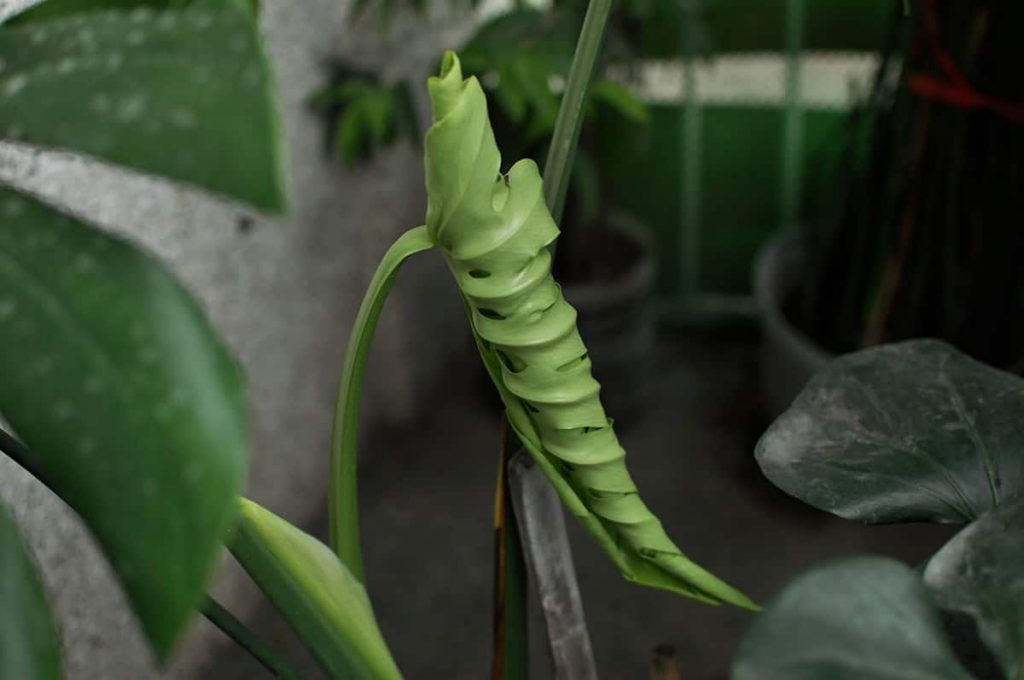 10-common-problems-of-monstera-causes-what-to-do-plantglossary