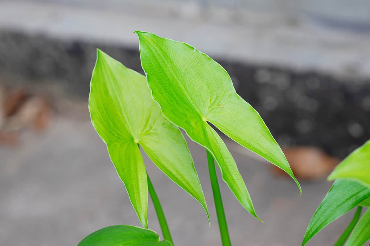 Light Arrowhead Plant