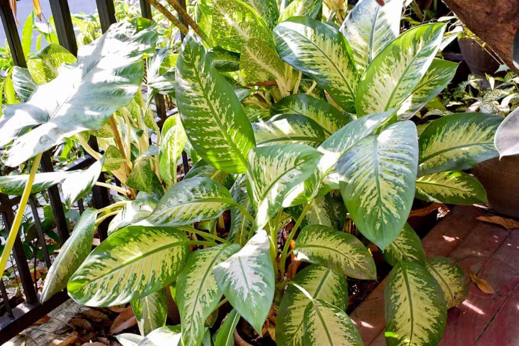 How to Grow and Care For Chinese Evergreen - Plantglossary