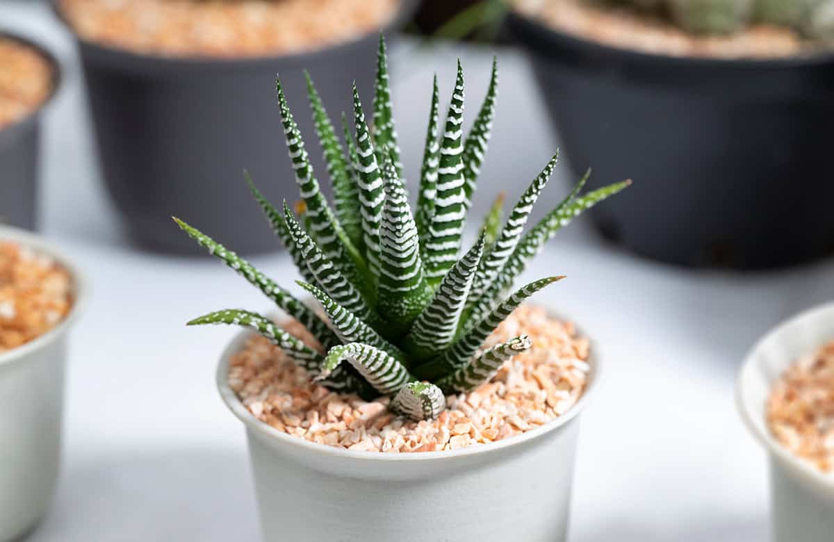 Light Haworthia Plants