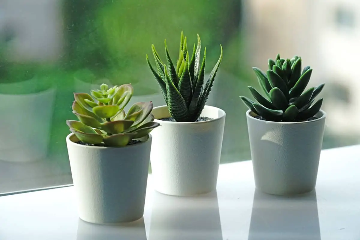 Light Indoor Cacti