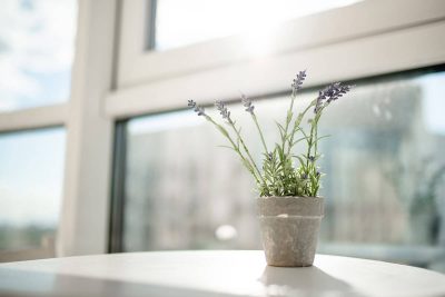 How to Grow Lavender Indoors - Plantglossary
