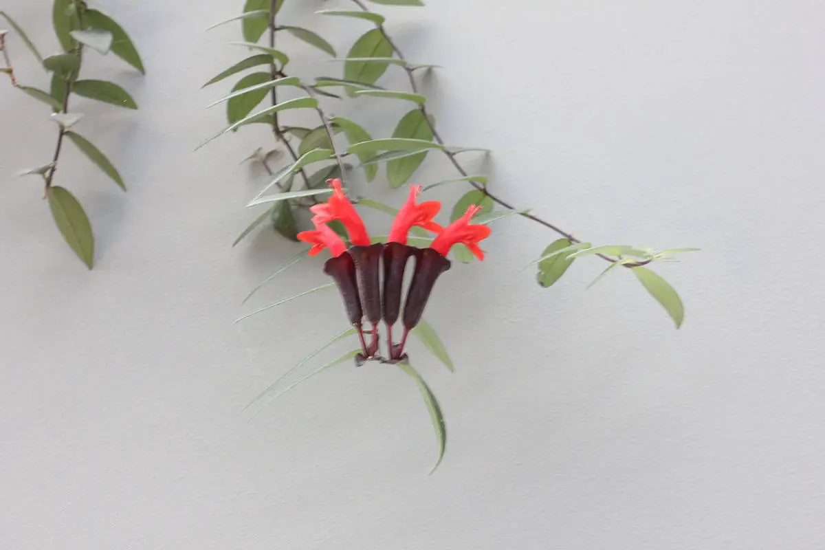 Lipstick Plant (Aeschynanthus Radicans)