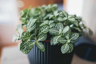 Low Light Indoor Plants