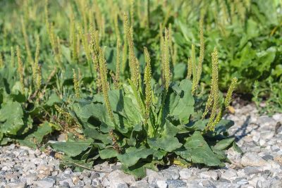 Medicinal Wild Plants