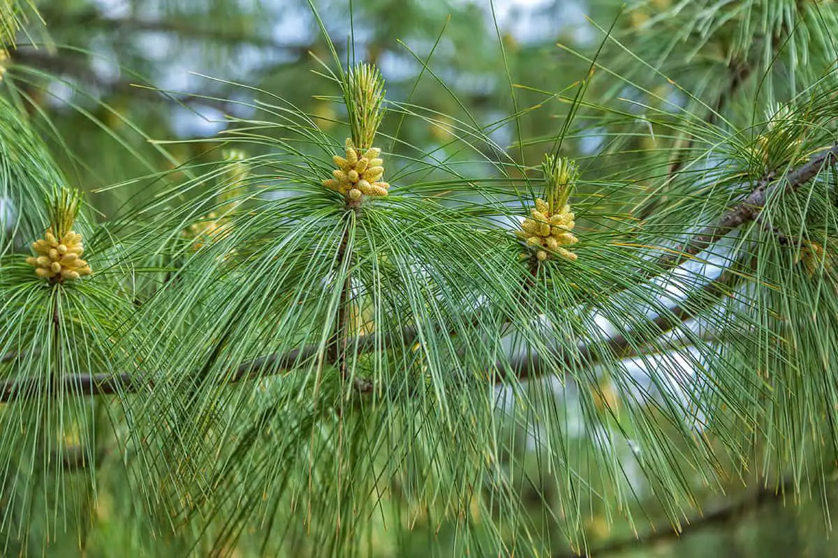 Mexican Pine